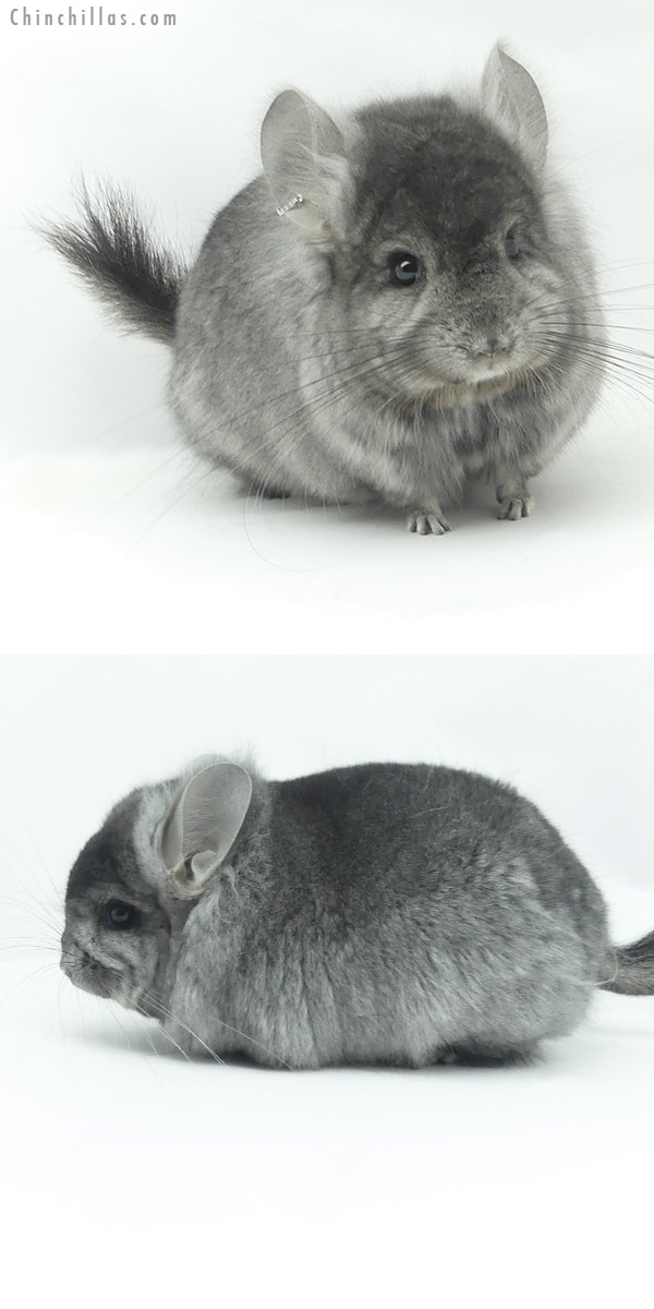 20138 Ebony ( Locken Carrier )  Royal Persian Angora Male Chinchilla