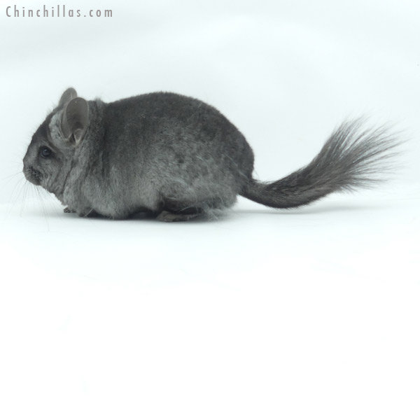 Chinchilla or related item offered for sale or export on Chinchillas.com - 20147 Ebony ( Locken Carrier )  Royal Persian Angora Female Chinchilla