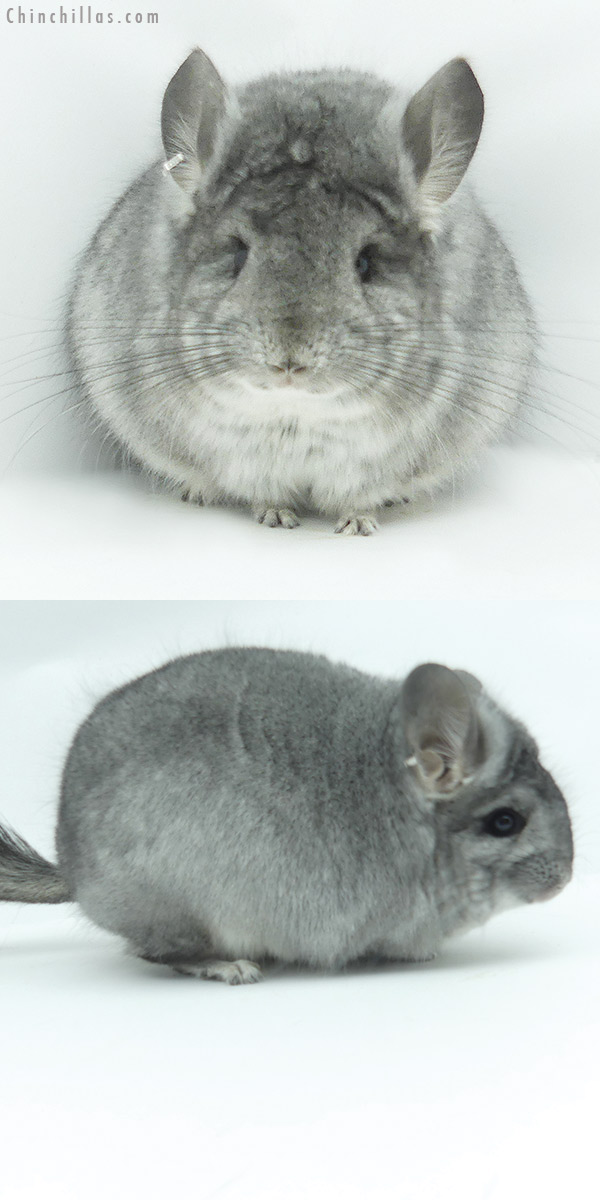 Chinchilla or related item offered for sale or export on Chinchillas.com - 20157 Standard  Royal Persian Angora Female Chinchilla