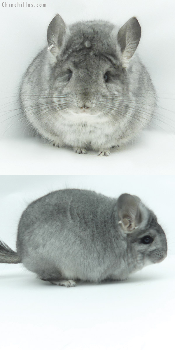 20157 Standard  Royal Persian Angora Female Chinchilla