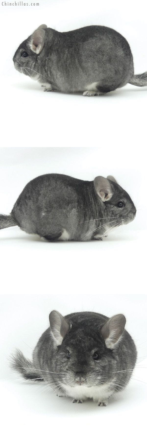 20141 Blocky Premium Production Quality Standard Female Chinchilla