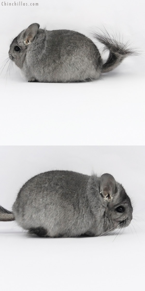 Chinchilla or related item offered for sale or export on Chinchillas.com - 20165 Blocky Standard  Royal Persian Angora Female Chinchilla