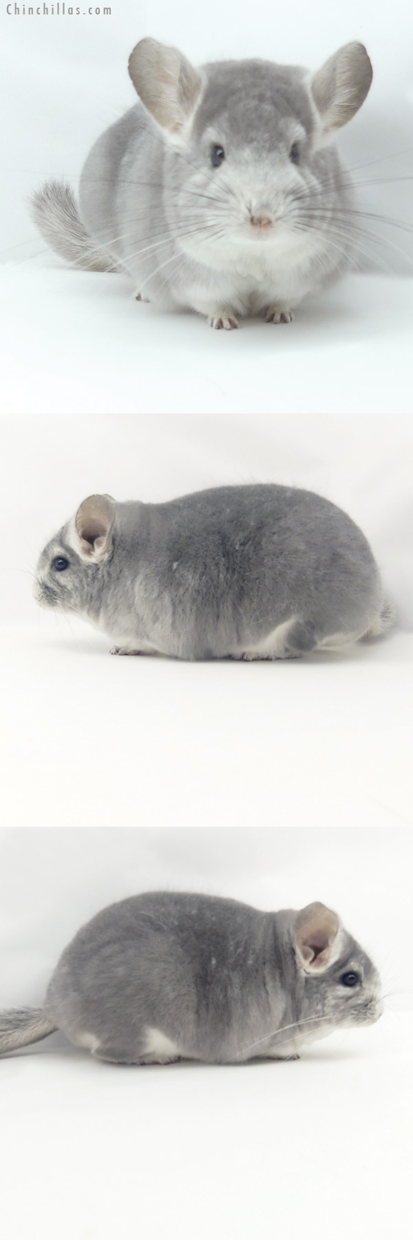 Chinchilla or related item offered for sale or export on Chinchillas.com - 20152 Large Premium Production Quality Violet Fading White Female Chinchilla