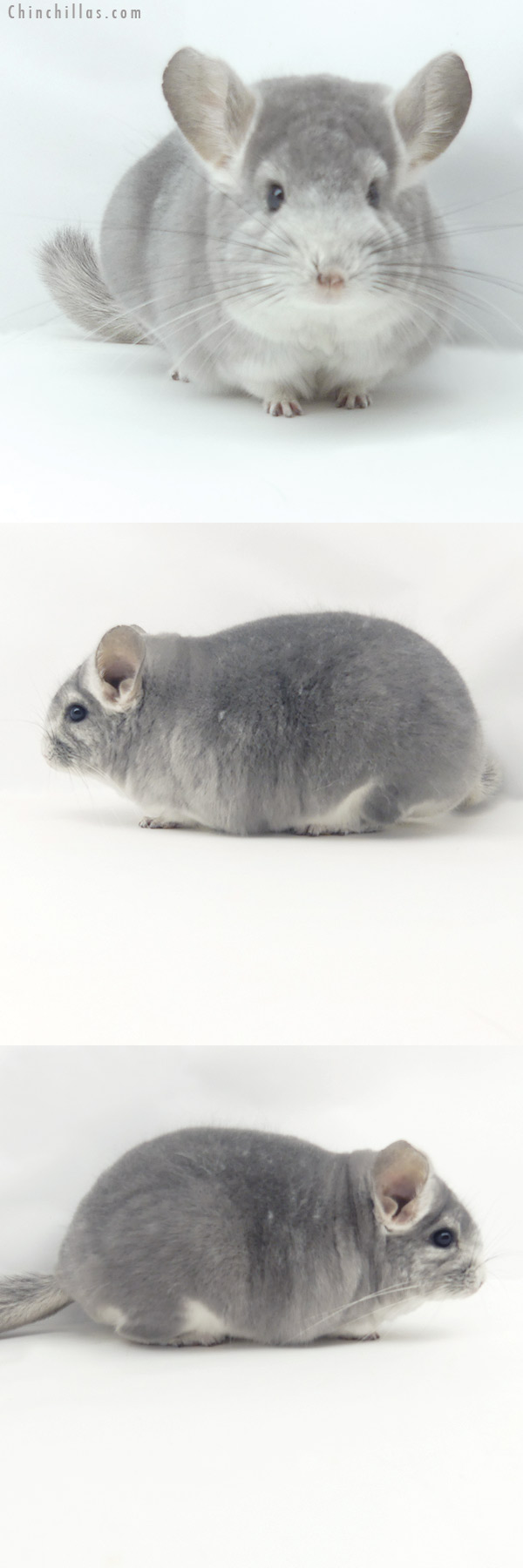 20152 Large Premium Production Quality Violet Fading White Female Chinchilla