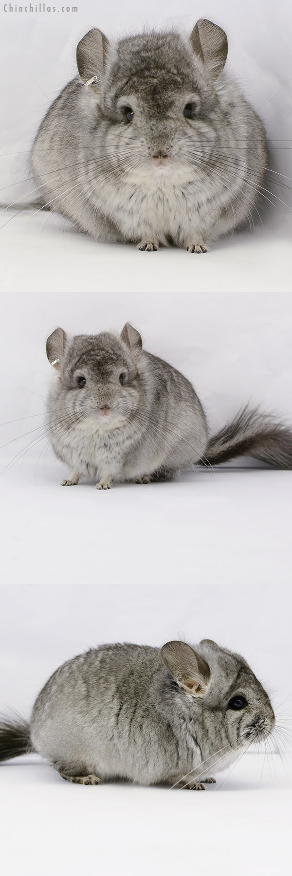 20175 Standard ( Violet Carrier )  Royal Persian Angora Male Chinchilla