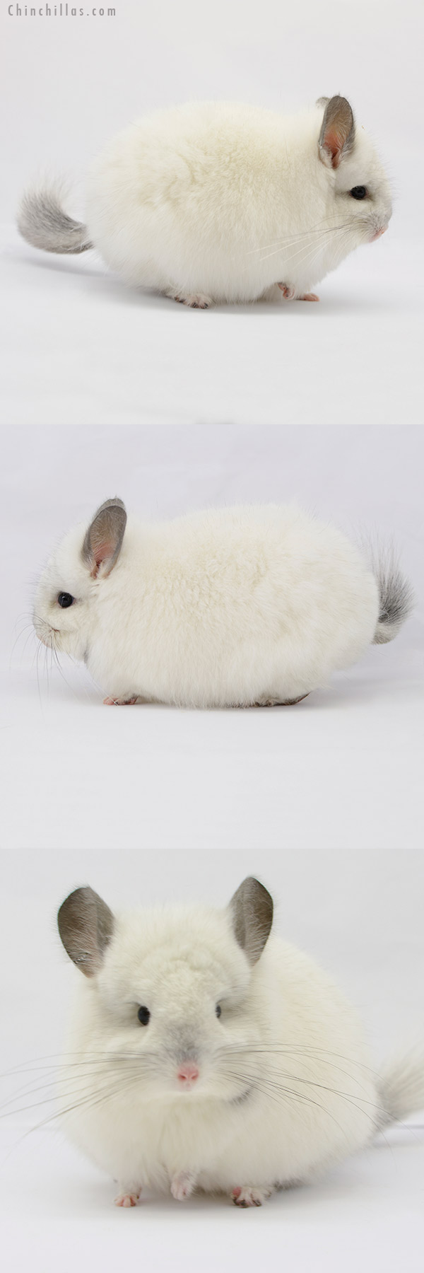 20174 Predominantly White  Royal Persian Angora Male Chinchilla