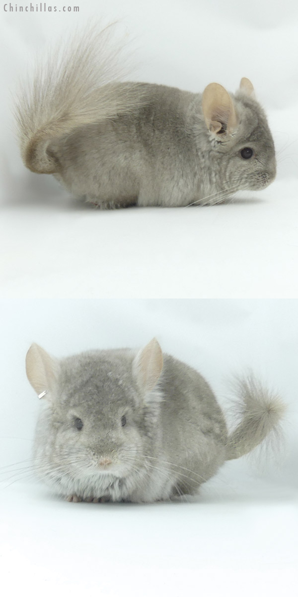 Chinchilla or related item offered for sale or export on Chinchillas.com - 20133 Beige  Royal Persian Angora Male Chinchilla