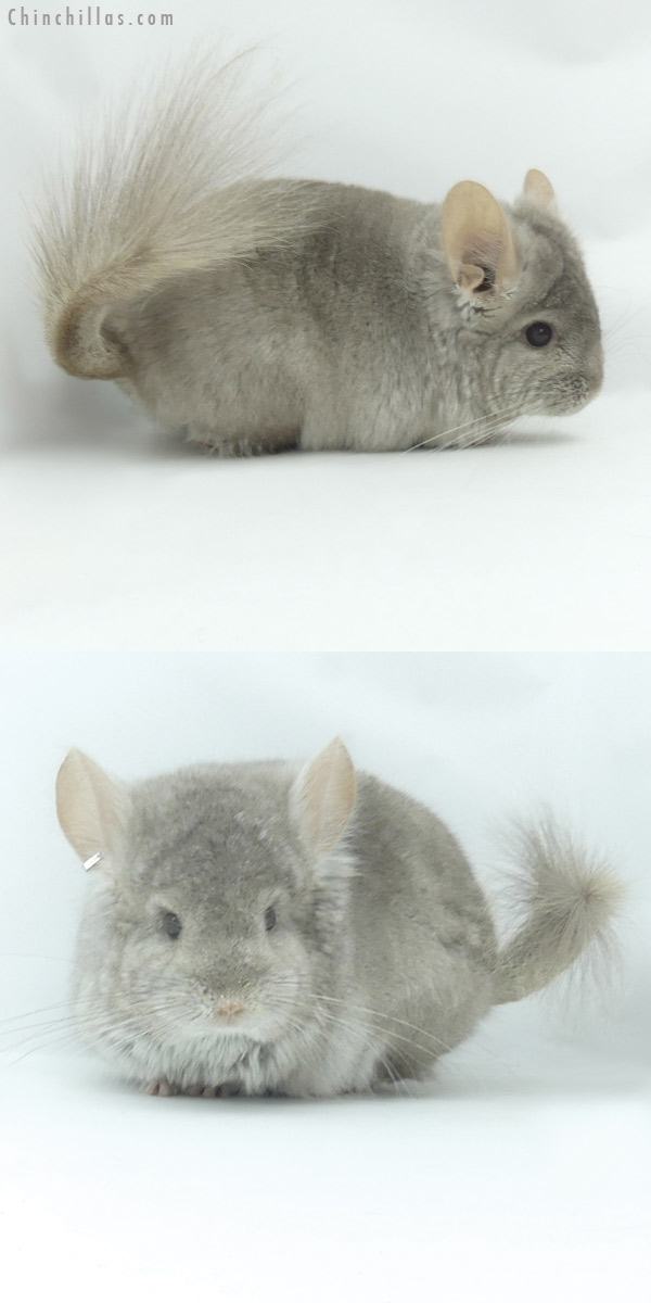 20133 Beige  Royal Persian Angora Male Chinchilla