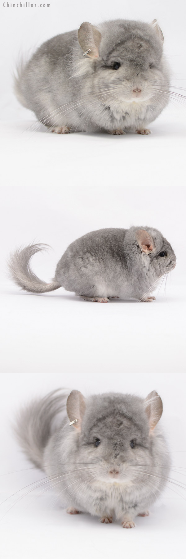 Chinchilla or related item offered for sale or export on Chinchillas.com - 20185 Exceptional Sapphire  Royal Persian Angora Male Chinchilla