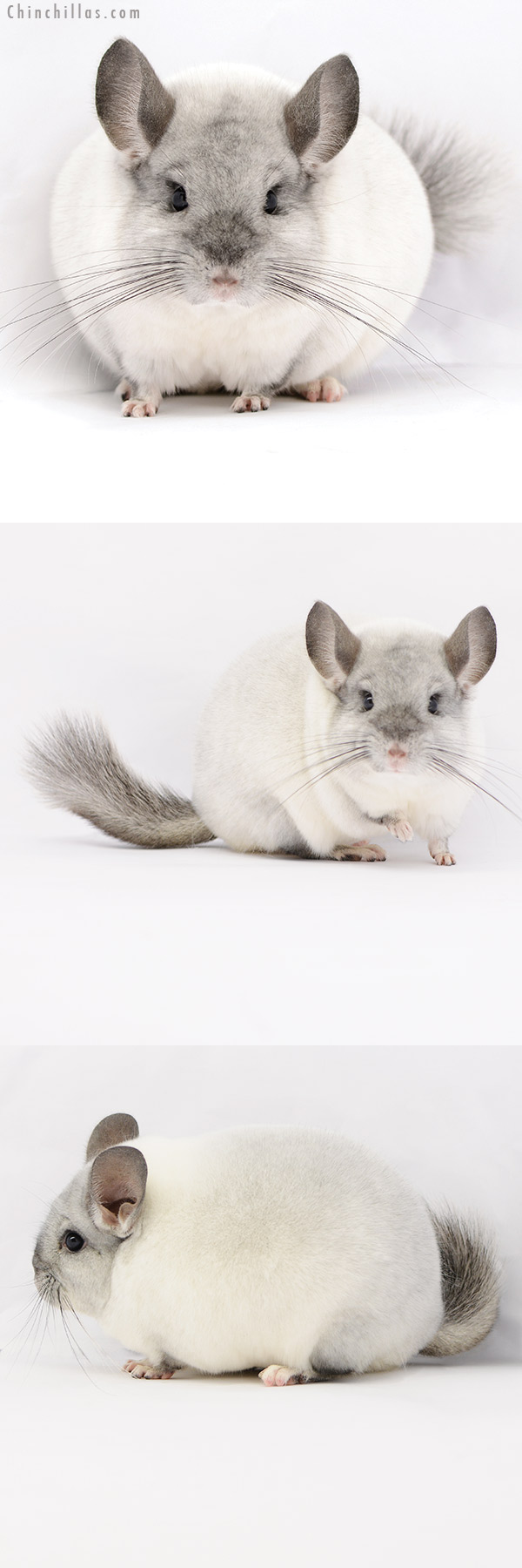 20178 Blocky Herd Improvement Quality Silver Mosaic Male Chinchilla