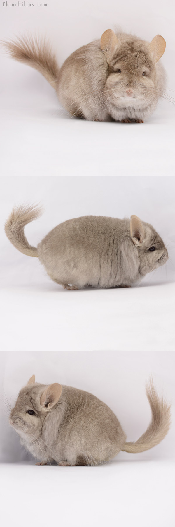 Chinchilla or related item offered for sale or export on Chinchillas.com - 20171 Exceptional Beige  Royal Persian Angora Female Chinchilla with Lion Mane