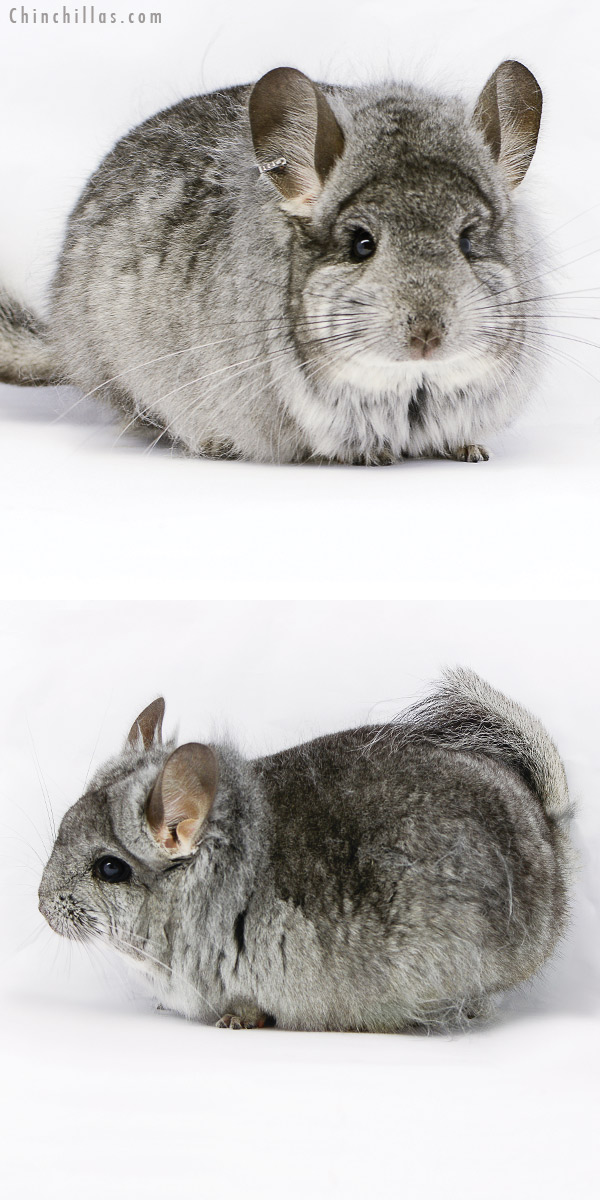 20173 Standard  Royal Persian Angora Male Chinchilla