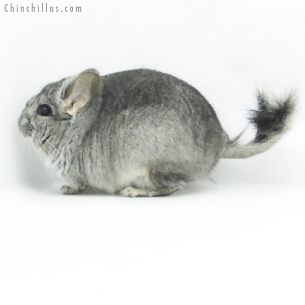 20135 Standard  Royal Persian Angora Male Chinchilla