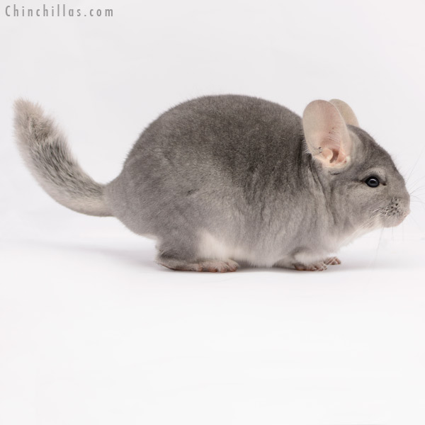 Chinchilla or related item offered for sale or export on Chinchillas.com - 20170 Sapphire ( Royal Persian Angora Carrier ) Female Chinchilla