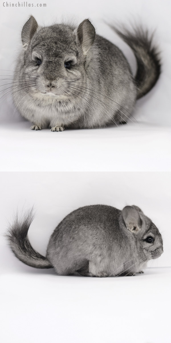 20172 Standard ( Sapphire Carrier )  Royal Persian Angora Female Chinchilla