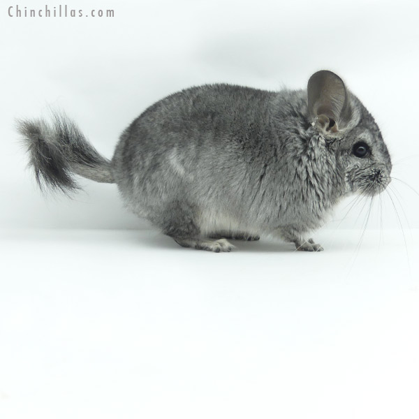 20137 Standard ( Ebony & Locken Carrier )  Royal Persian Angora Male Chinchilla