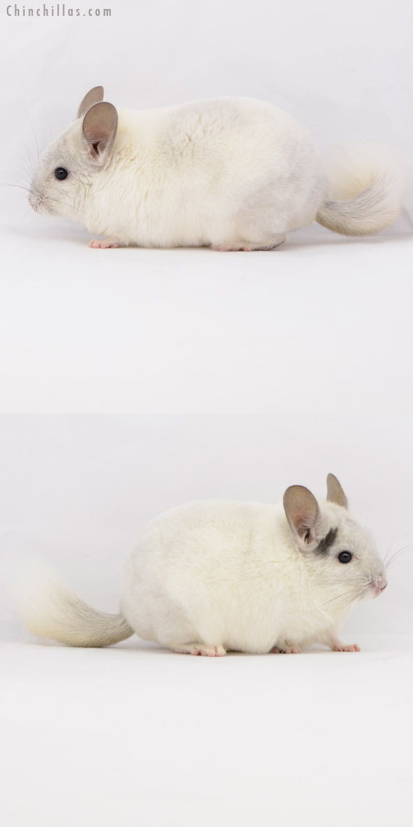 Chinchilla or related item offered for sale or export on Chinchillas.com - 20180 Show Quality Violet & White Mosaic Male Chinchilla