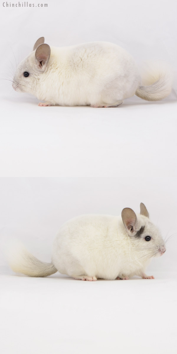 20180 Show Quality Violet & White Mosaic Male Chinchilla