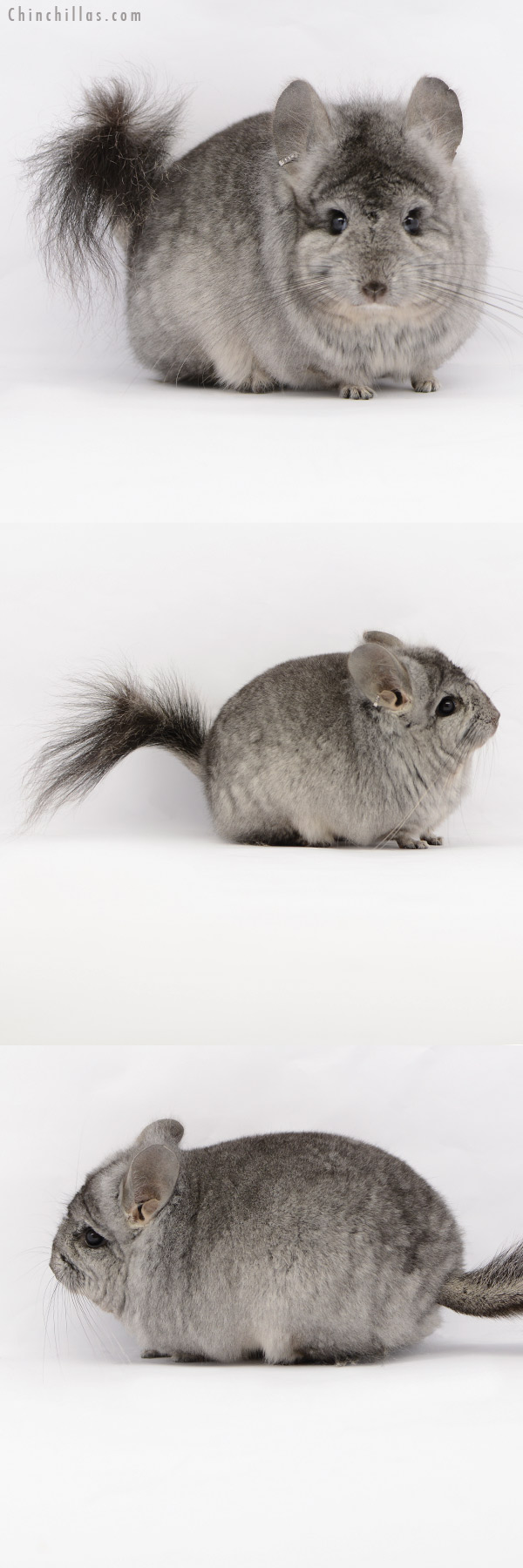 Chinchilla or related item offered for sale or export on Chinchillas.com - 20186 Standard ( Ebony & Locken Carrier )  Royal Persian Angora Male Chinchilla