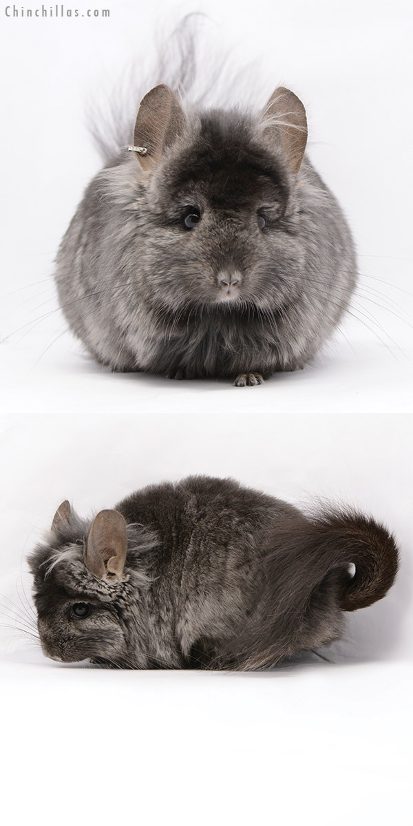 20203 Ebony ( Locken Carrier )  Royal Persian Angora Male Chinchilla