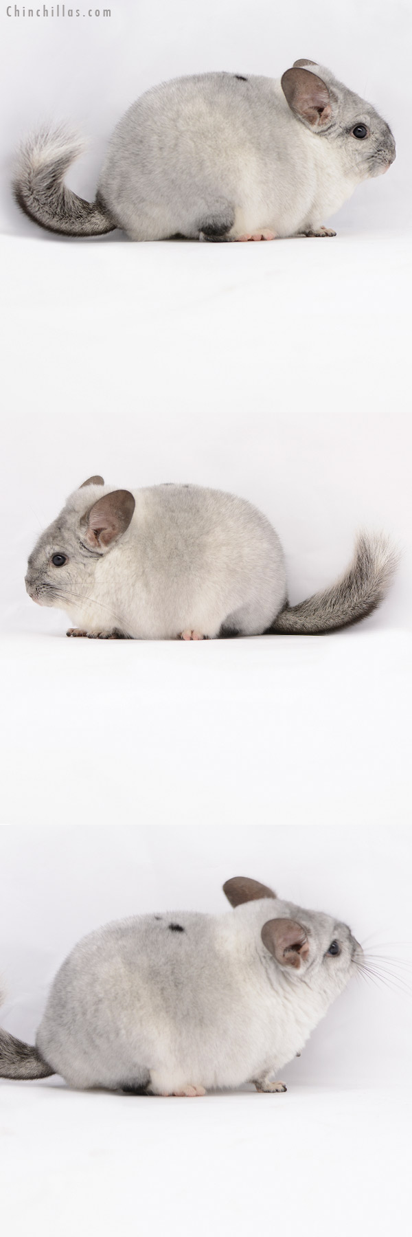 Chinchilla or related item offered for sale or export on Chinchillas.com - 20208 Large Herd Improvement Quality Silver Mosaic Male Chinchilla