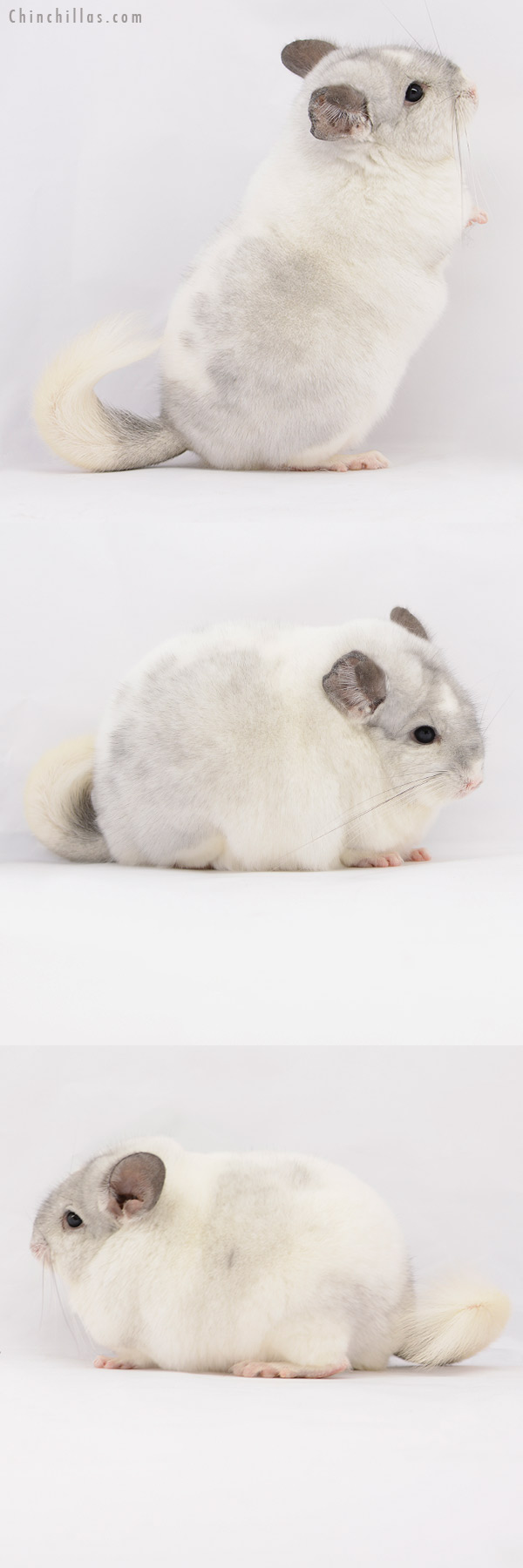 20206 Large Blocky Herd Improvement Quality White Mosaic Male Chinchilla