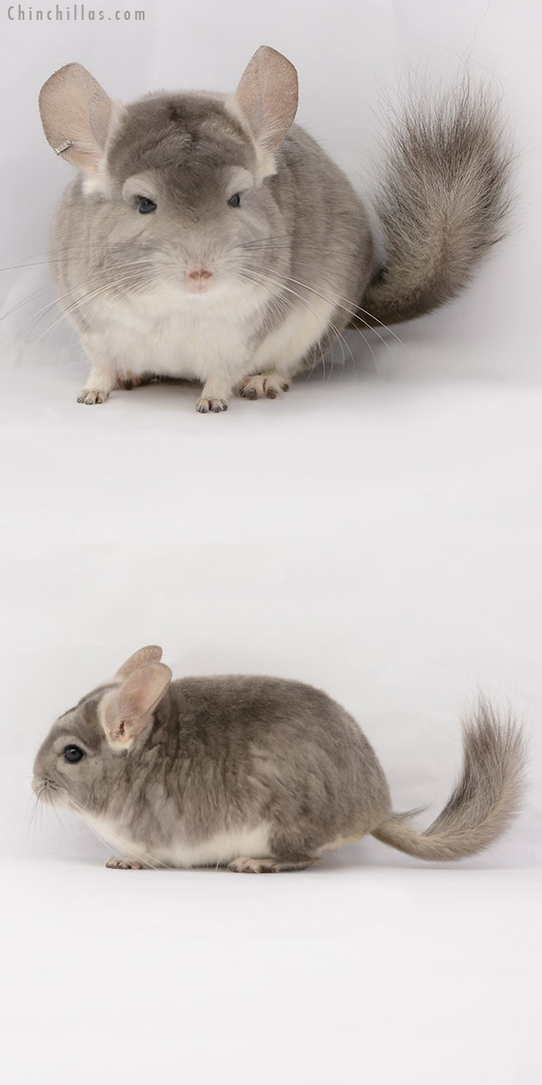 20205 Violet ( Royal Persian Angora Carrier ) Male Chinchilla