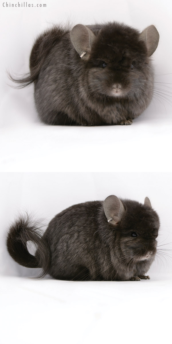Chinchilla or related item offered for sale or export on Chinchillas.com - 20204 Ebony ( Locken Carrier )  Royal Persian Angora Male Chinchilla
