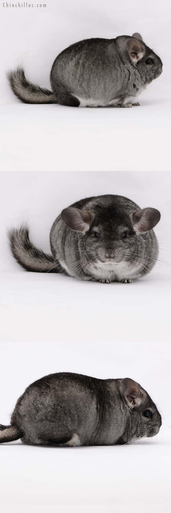 20198 Large Blocky Premium Production Quality Standard Female Chinchilla