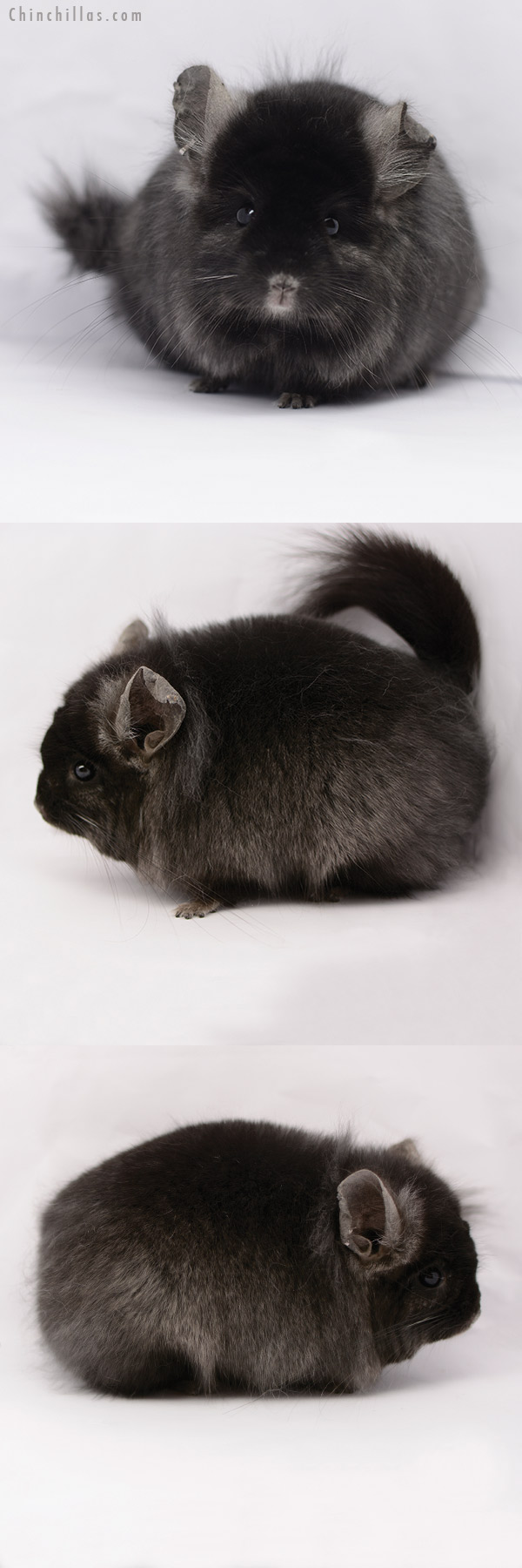 Chinchilla or related item offered for sale or export on Chinchillas.com - 20169 Exceptional Ebony  Royal Persian Angora Female Chinchilla
