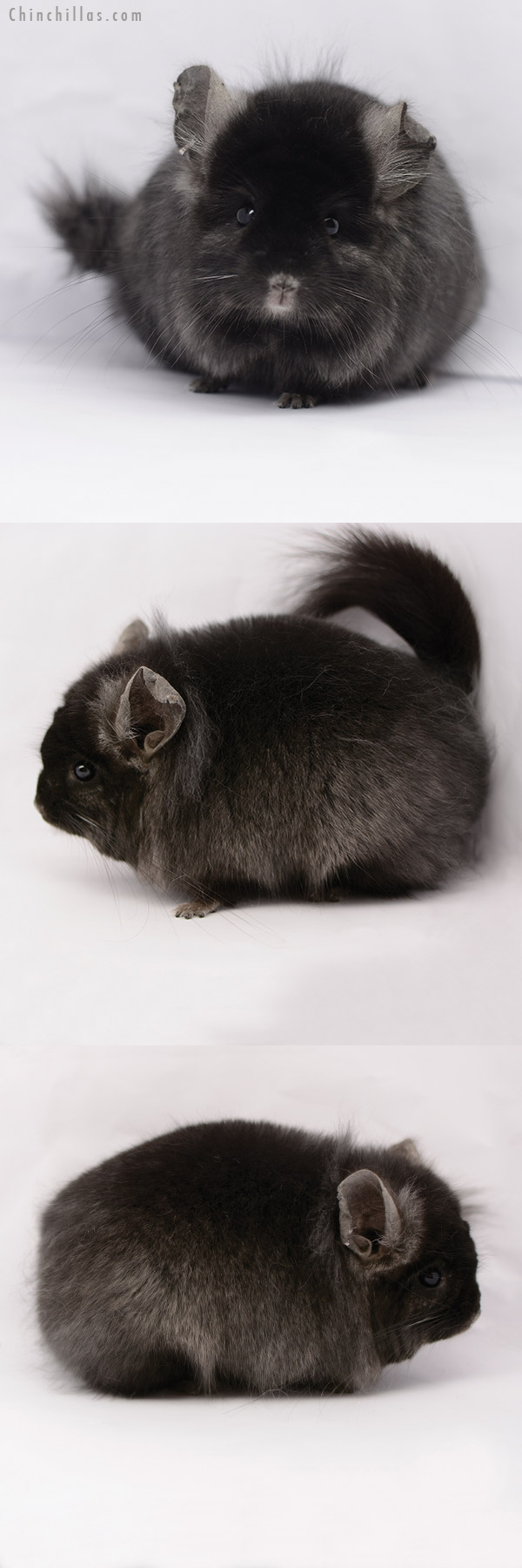 20169 Exceptional Ebony  Royal Persian Angora Female Chinchilla