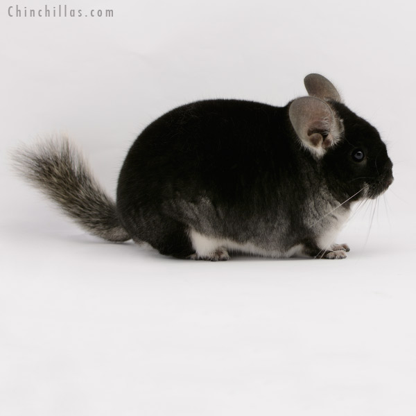 Chinchilla or related item offered for sale or export on Chinchillas.com - 20177 Large Herd Improvement Quality Black Velvet Male Chinchilla