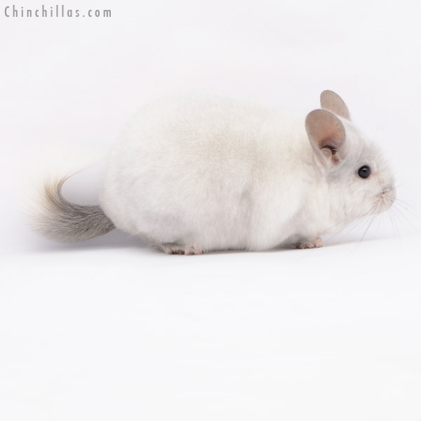 20187 Large Premium Production Quality Violet & White Mosaic Female Chinchilla