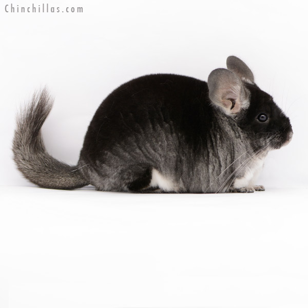 20223 Large Herd Improvement Quality Black Velvet Female Chinchilla