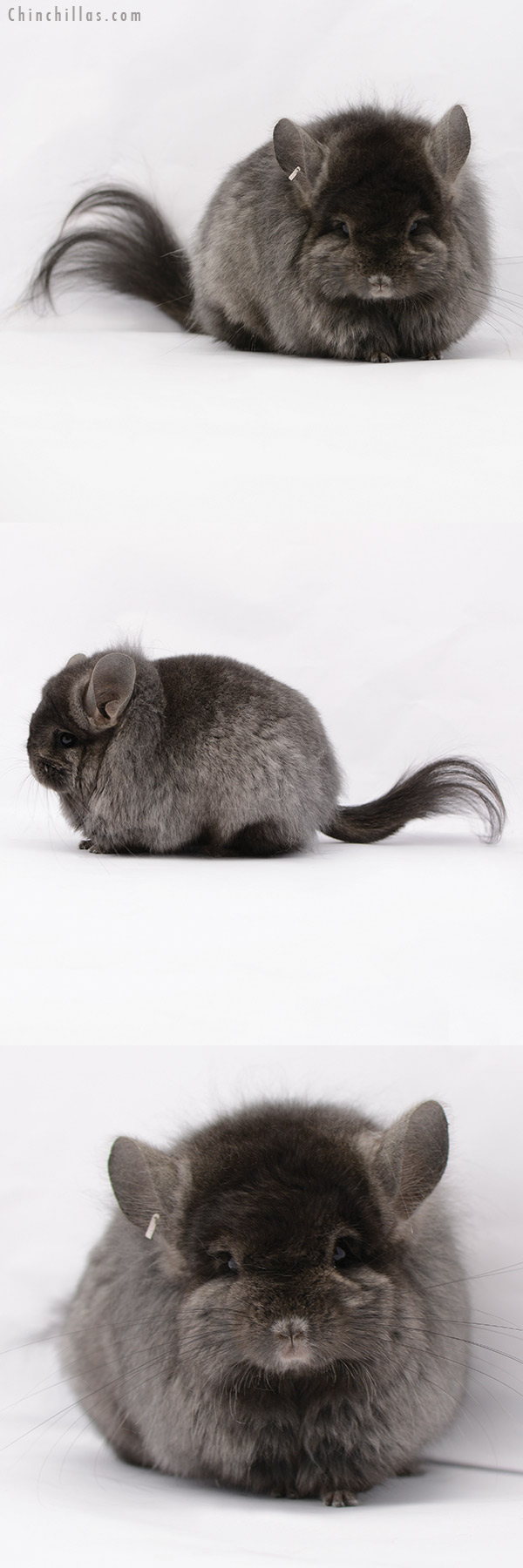 Chinchilla or related item offered for sale or export on Chinchillas.com - 20193 Exceptional Brevi Type Ebony ( Locken Carrier ) G2  Royal Persian Angora Female Chinchilla