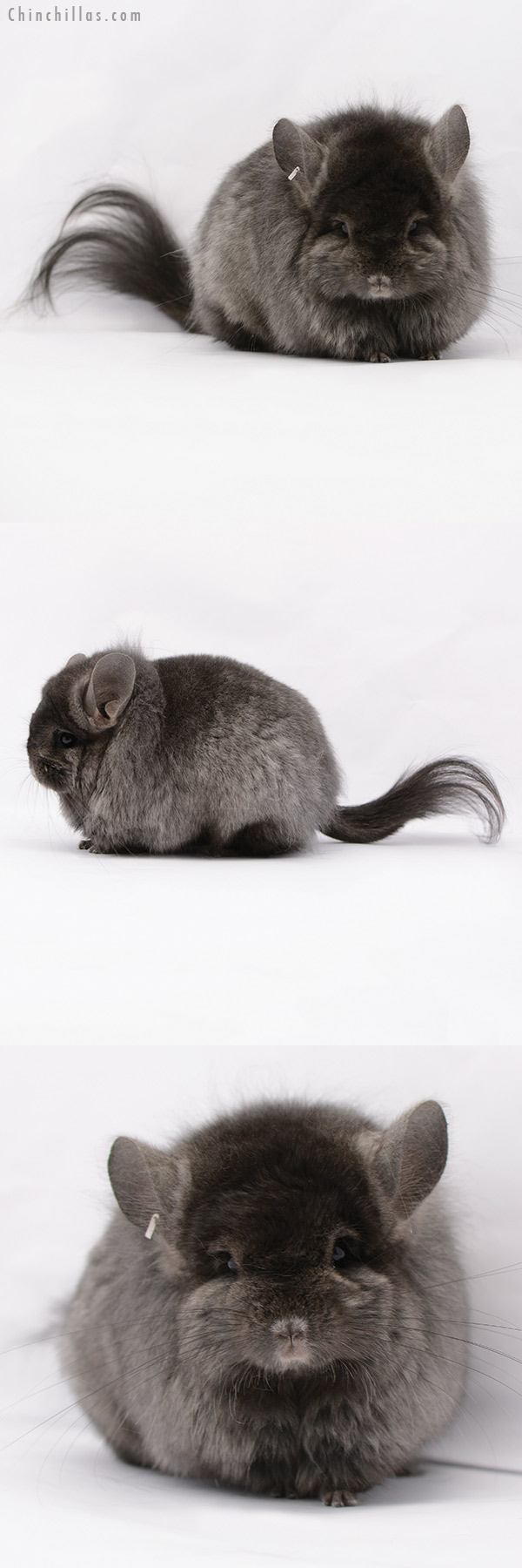 20193 Exceptional Brevi Type Ebony ( Locken Carrier ) G2  Royal Persian Angora Female Chinchilla