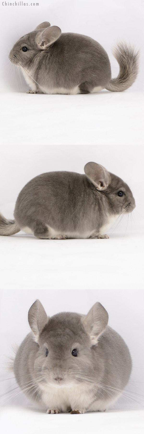 Chinchilla or related item offered for sale or export on Chinchillas.com - 20227 Herd Improvement Quality Violet Male Chinchilla