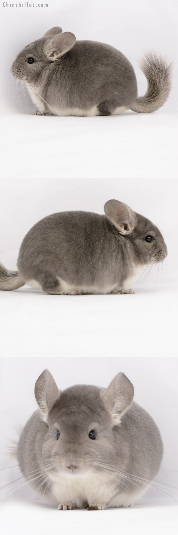 20227 Herd Improvement Quality Violet Male Chinchilla