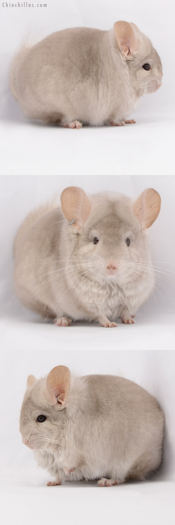 Chinchilla or related item offered for sale or export on Chinchillas.com - 20210 Beige ( Ebony & Locken Carrier )  Royal Persian Angora Male Chinchilla