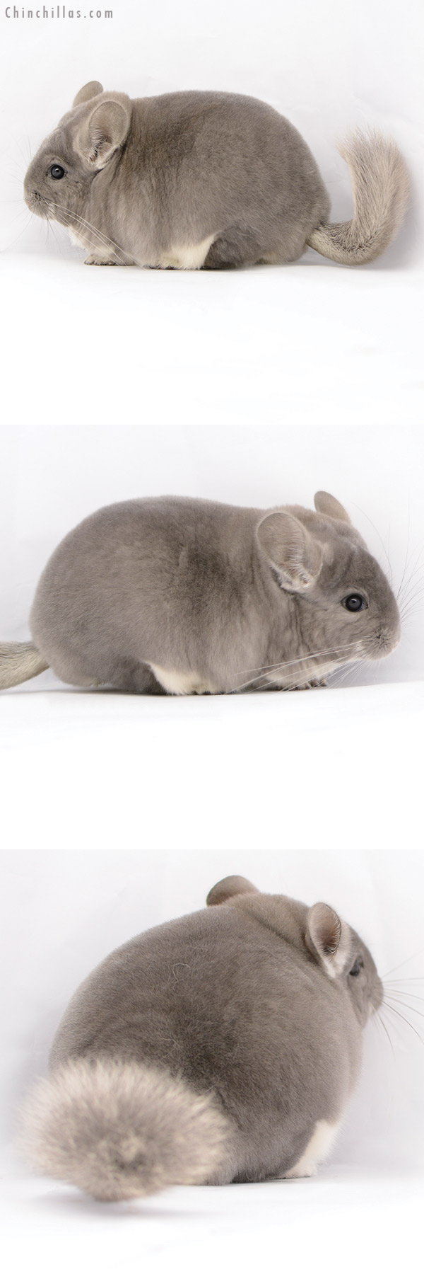 20222 Extra Large Blocky Premium Production Quality Violet Female Chinchilla