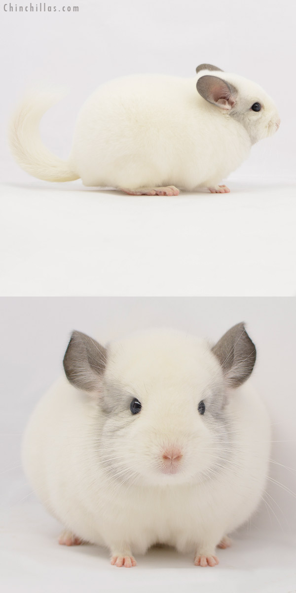 20230 Herd Improvement Quality Predominantly White Male Chinchilla