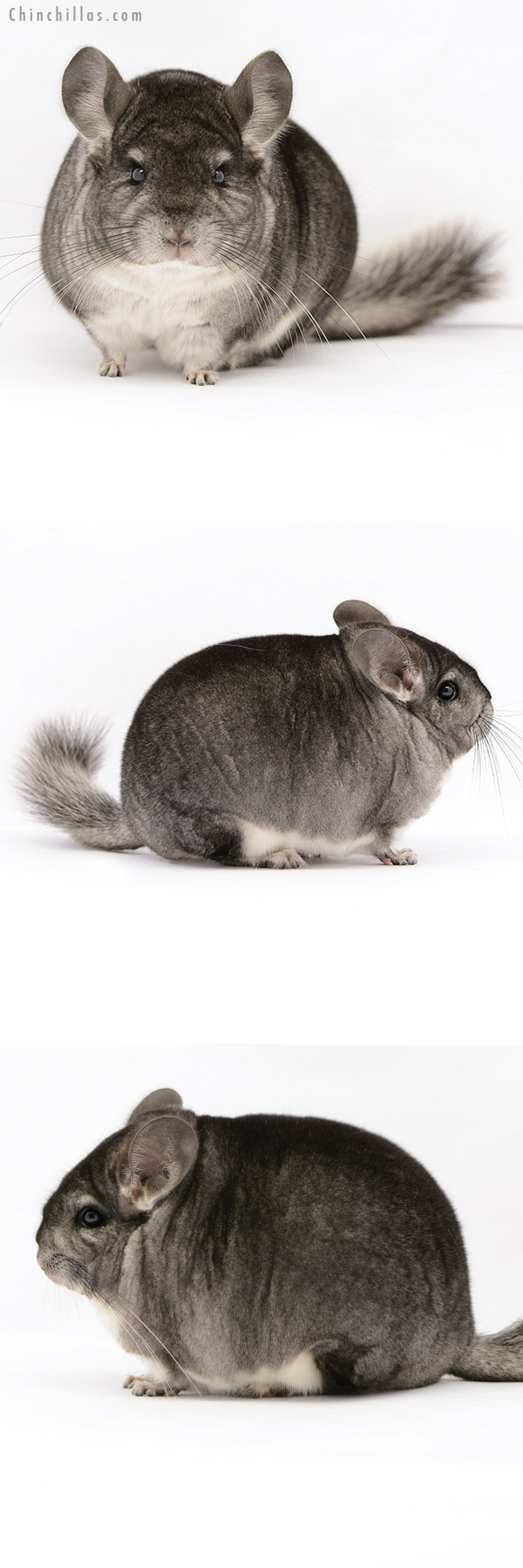 Chinchilla or related item offered for sale or export on Chinchillas.com - 20212 Blocky Premium Production Quality Standard Female Chinchilla