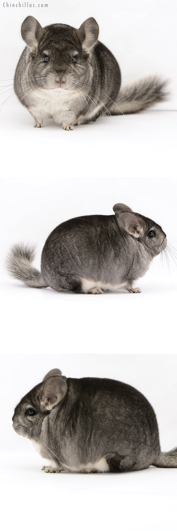 20212 Blocky Premium Production Quality Standard Female Chinchilla