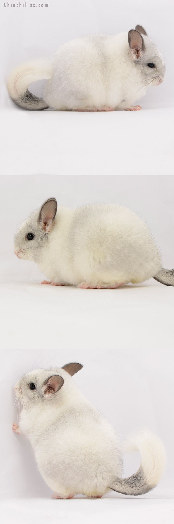 20231 Blocky Premium Production Quality White Mosaic Female Chinchilla