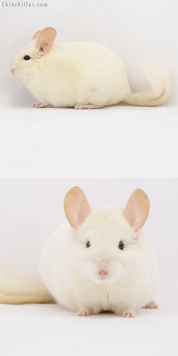 20228 Show Quality Pink White Male Chinchilla