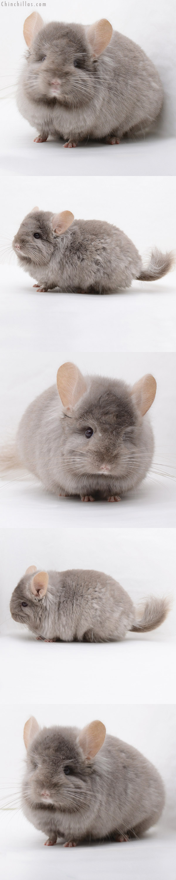 20233 Tan ( Locken Carrier )  Royal Persian Angora Male Chinchilla