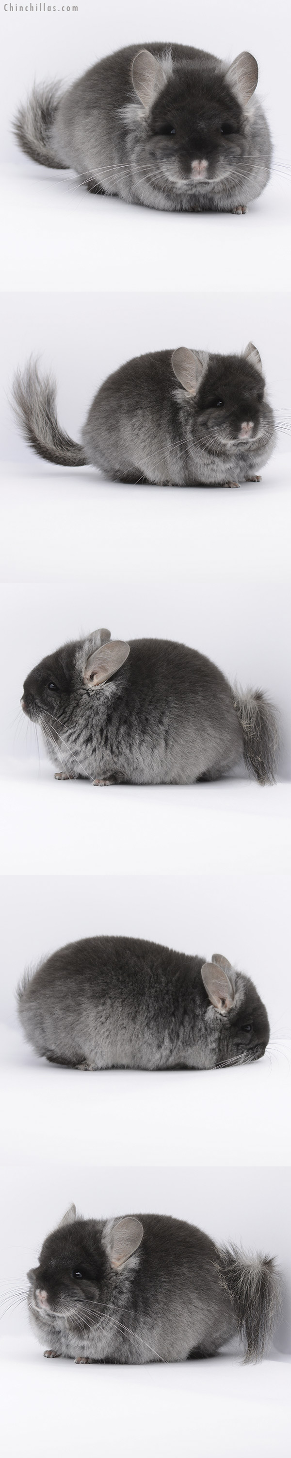 20254 Brevi Type Black Velvet  Royal Persian Angora Male Chinchilla