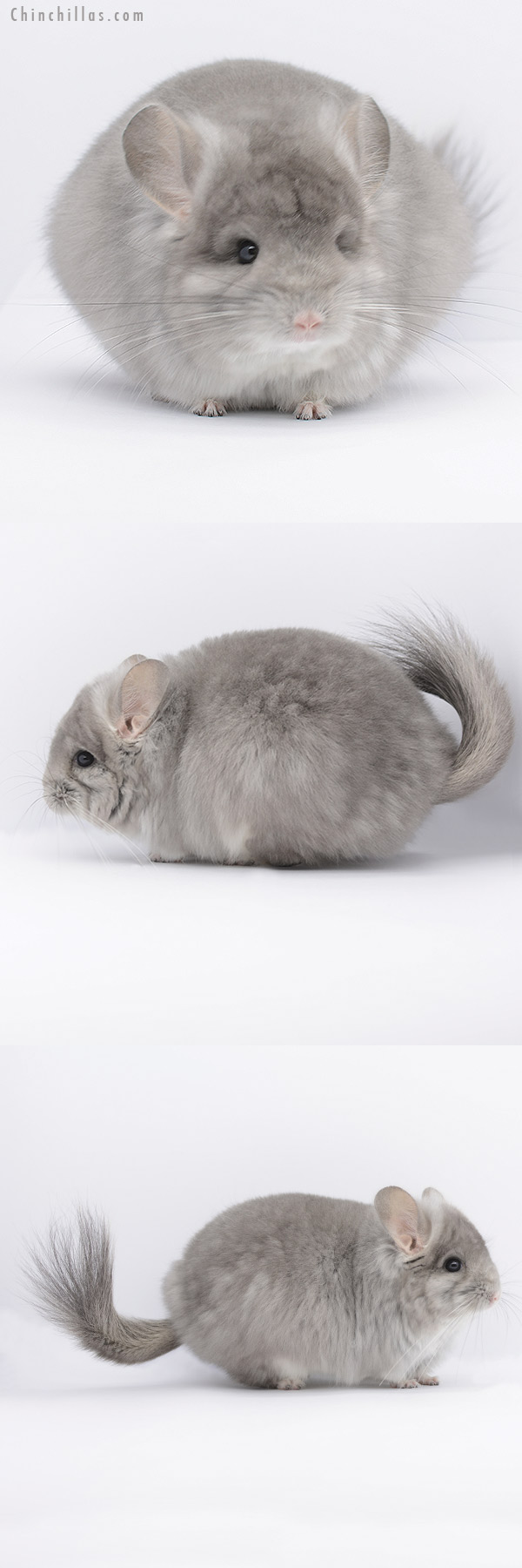 20264 Rare Violet Fading White  Royal Persian Angora Female Chinchilla