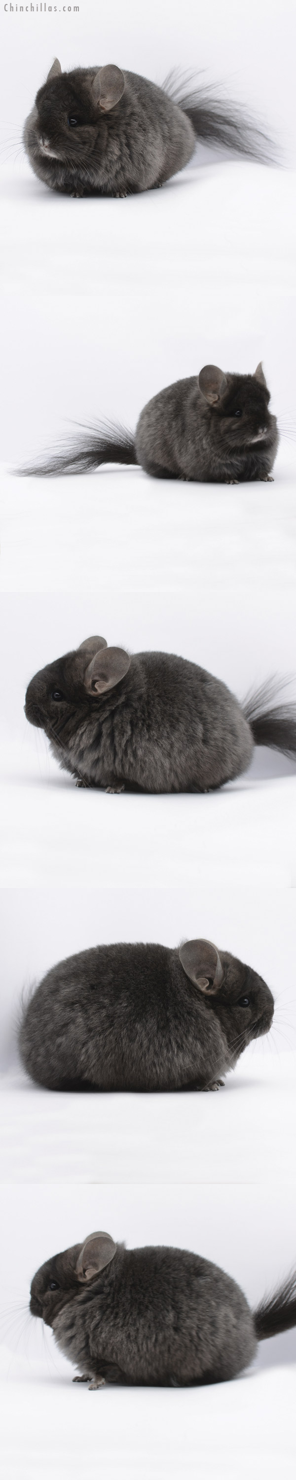 20279 Brevi Type Ebony ( Locken Carrier )  Royal Persian Angora Female Chinchilla