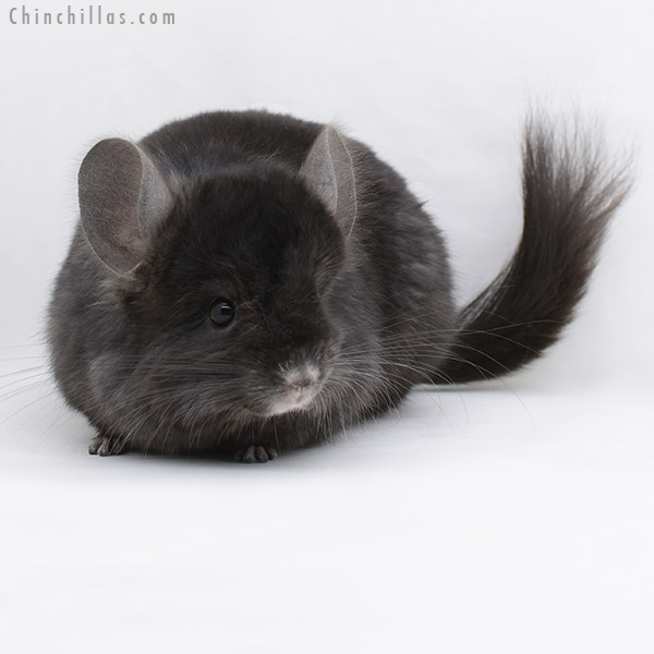 20243 Ebony ( Locken Carrier )  Royal Persian Angora Male Chinchilla